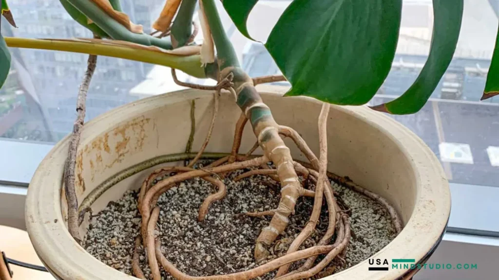 A potted plant with visible roots sits near a window, allowing natural light to illuminate its vibrant green leaves.