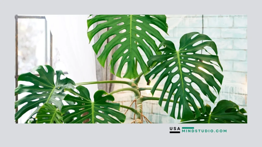 A lush monstera plant thriving in a sunlit window, showcasing its iconic split leaves and vibrant green color.