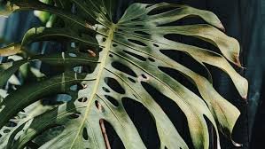 Light Exposure Problems of Monstera Plant