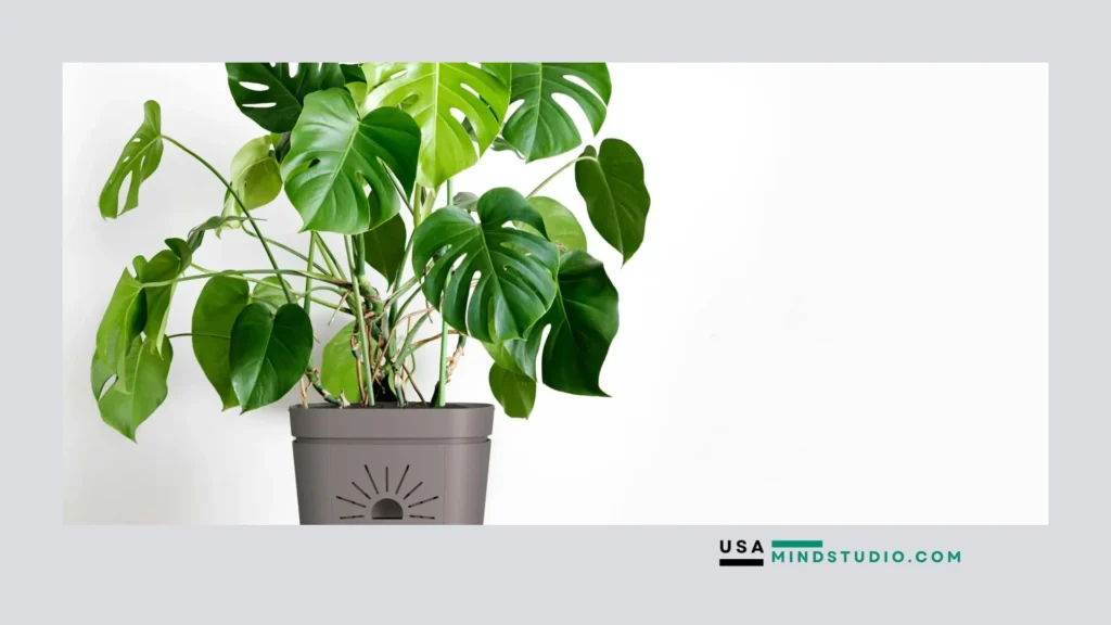 A green plant in a pot against a clean white background, showcasing its vibrant leaves and simple elegance.