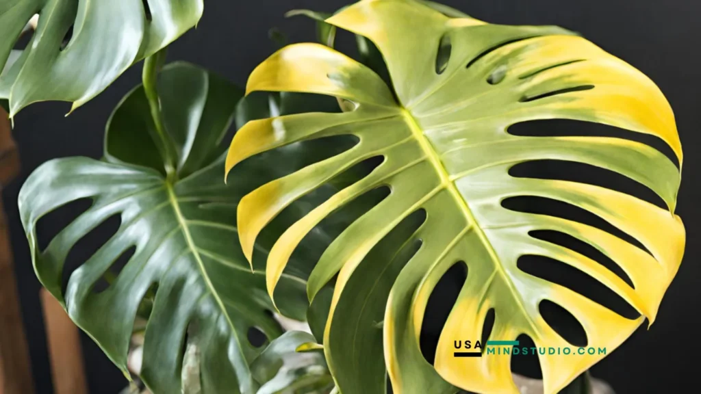 A vibrant golden monstera deliciosa plant with striking yellow variegation on its large, glossy leaves.