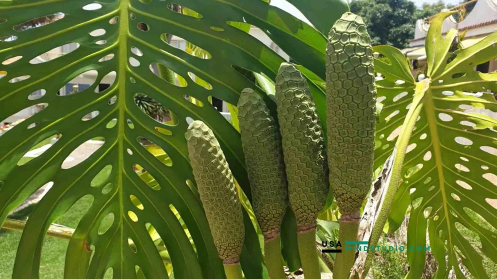Lush green leaves of a plant thriving and growing, showcasing vibrant foliage in a natural setting.