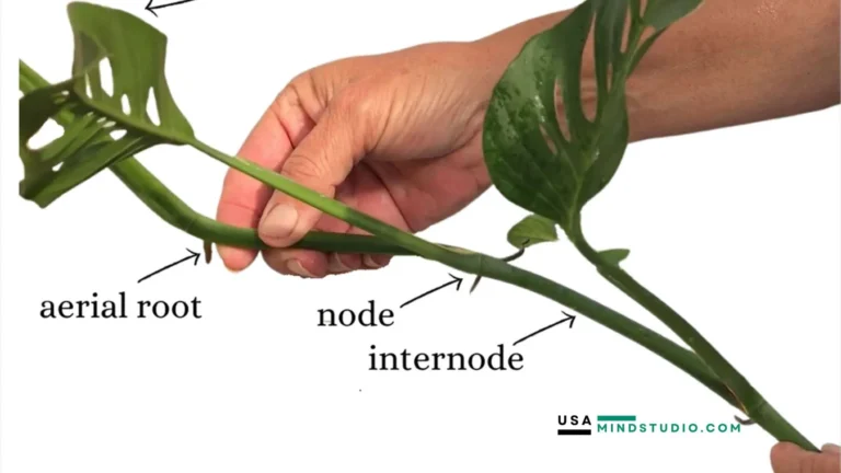 A hand holding a labeled plant, showcasing its various parts for educational purposes.